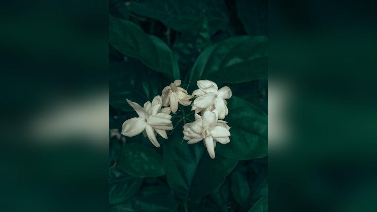 Fragrance Families Explained: Floral,